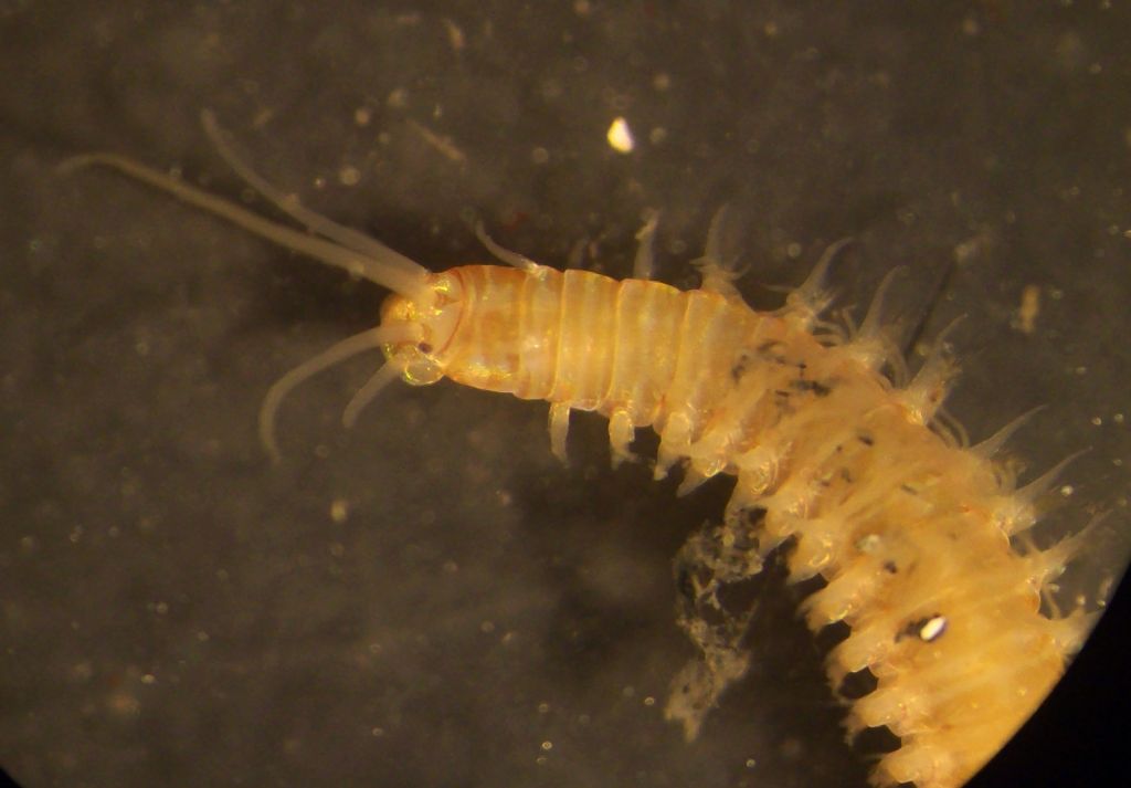 Eunice sp. (Polychaeta Eunicidae)